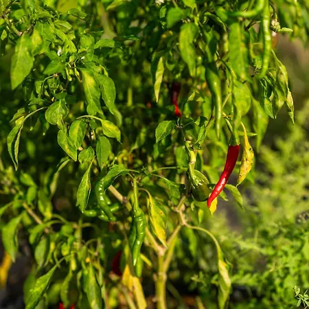 Hotel Karaincir Datca 3*